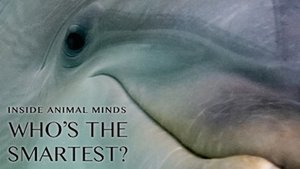 Image Inside Animal Minds: Who's the Smartest?