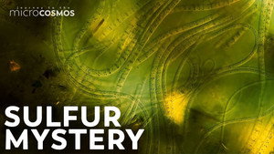 Why Beggiatoa Are Stuffed Full Of Sulfur still