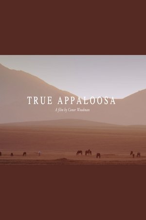 True Appaloosa