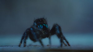 Nightmares of Nature: 2×2
