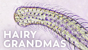 Gastrotrichs: Four Day Old Grandmothers still