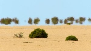 O Ano Selvagem da África: 1×2