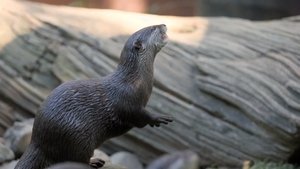 Crikey! It's the Irwins Bindi & the Otters