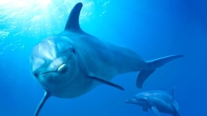 Dolphin Reef – Aventuras no fundo do mar