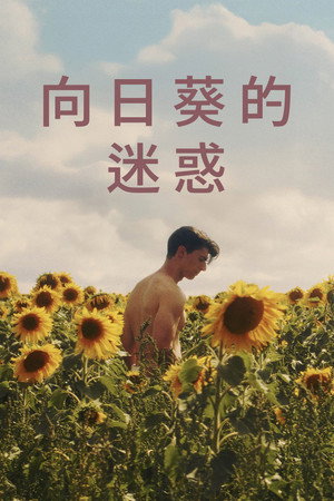 向日葵的迷惑
