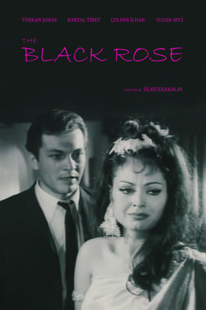 Poster Black Rose 1966