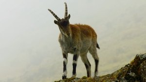 O Ano Selvagem da África: 1×4