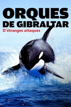 Image Watch Out for Orcas! Danger Off Gibraltar?