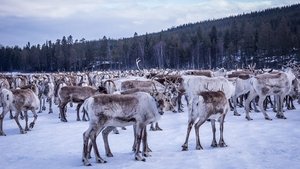 Europe's New Wild The Land of the Snow and Ice