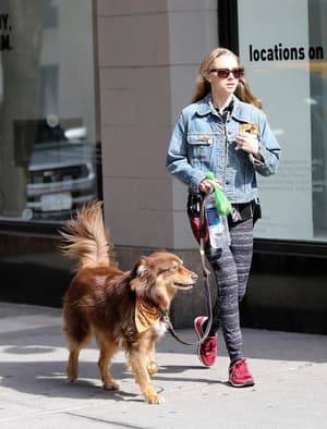 Amanda Seyfried’s Dog Finn Is the Ultimate Best Friend (2018) | Team Personality Map