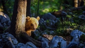 Le retour des ours