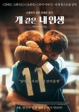 Poster 개 같은 내 인생 1985