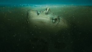 Absentia (2017)