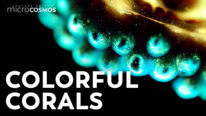 Putting Coral Under the Microscope still