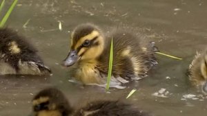 Farmer Uses Ducklings to Grow Rice Without Chemicals