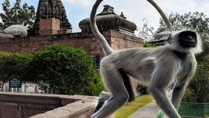 Into the Wild: India Temple Monkeys on the Run