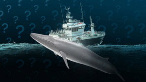 Still from Why Does Iceland Still Hunt Whales?