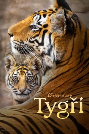 Poster Tygři 2024