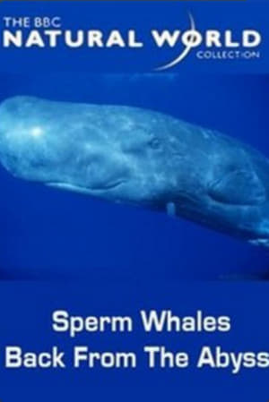 Poster Sperm Whales: Back from the Abyss (1996)