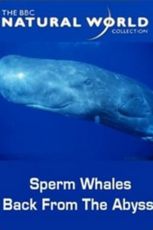 Poster Sperm Whales: Back from the Abyss 1996