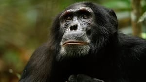 El imperio de los chimpancés 2023
