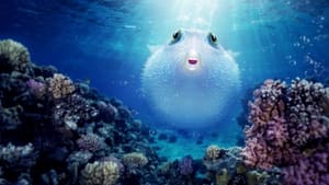 Puff: Wonders of the Reef Película Completa HD 1080p [MEGA] [LATINO] 2021