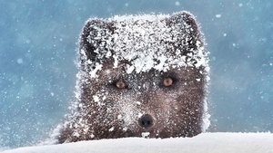 Nascido para a Tempestade