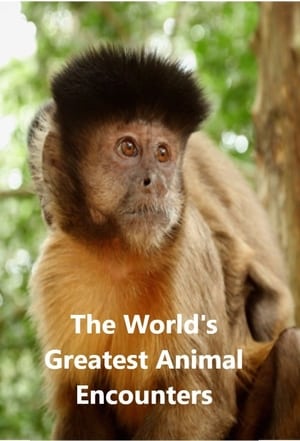 Poster World's Greatest Animal Encounters 2020