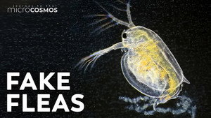Water Fleas: Look Weird, Adapt Weirder still