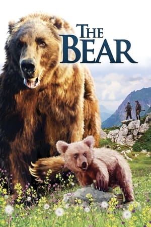 Image The Bear