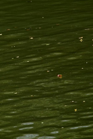Haikus 2: Waters