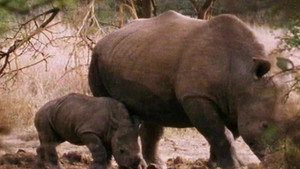 All About Animals EP7