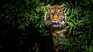 Thailand's Wild Cats film complet