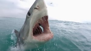 When Sharks Attack Season 5 Episode 6