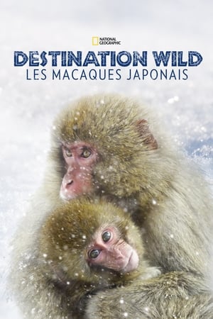 Poster Destination Wild: Les macaques japonais 2014