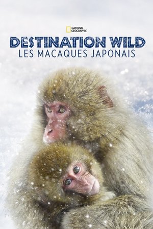 Image Destination Wild: Les macaques japonais