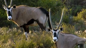 Great Parks of Africa Karoo National Park