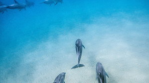 Dolphin Reef (2018)