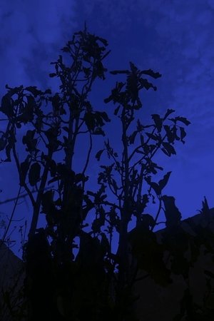 The Night (2021)