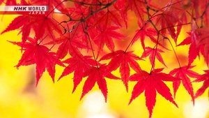 Fall in Saga-Arashiyama: The Beauty and Colors of Change