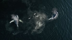 La baleine et le corbeau film complet