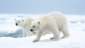 A Ursa Polar – Filme 2022
