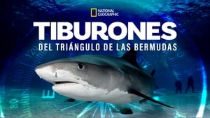 Sharks of the Bermuda Triangle