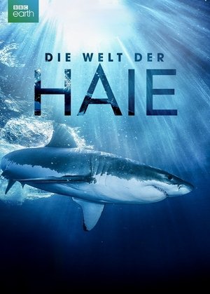 Image Die Welt der Haie