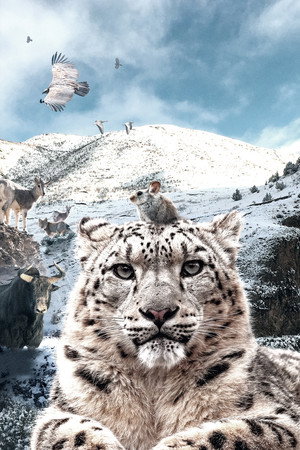 Snow Leopards and Friends
