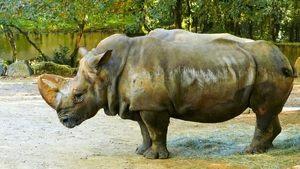 Secrets in the Jungle Riddle of the Ancient Rhino