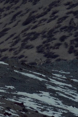 Nonton film Big Cats of Ladakh (2021) terbaru sub indo Nonton film Big Cats of Ladakh (2021) terbaru sub indo