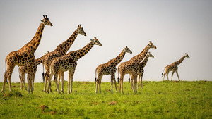 Uganda: The Pearl of Africa still