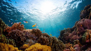 Coral Reef: Magic of the Indo Pacific 1