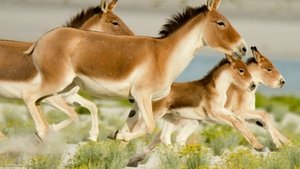 Into the Wild: India Wild Stallions of the Himalayas